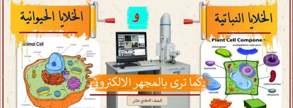 تحميل ملخص درس الخلايا النباتية والخلايا الحيوانية تحت المجهر الإلكتروني للصف الحادي عشر الفصل الأول في عمان