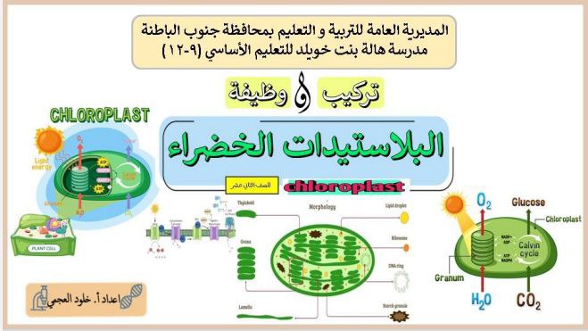 ملخص تركيب ووظيفة البلاستيدات الخضراء أحياء الثاني عشر فصل ثاني عمان